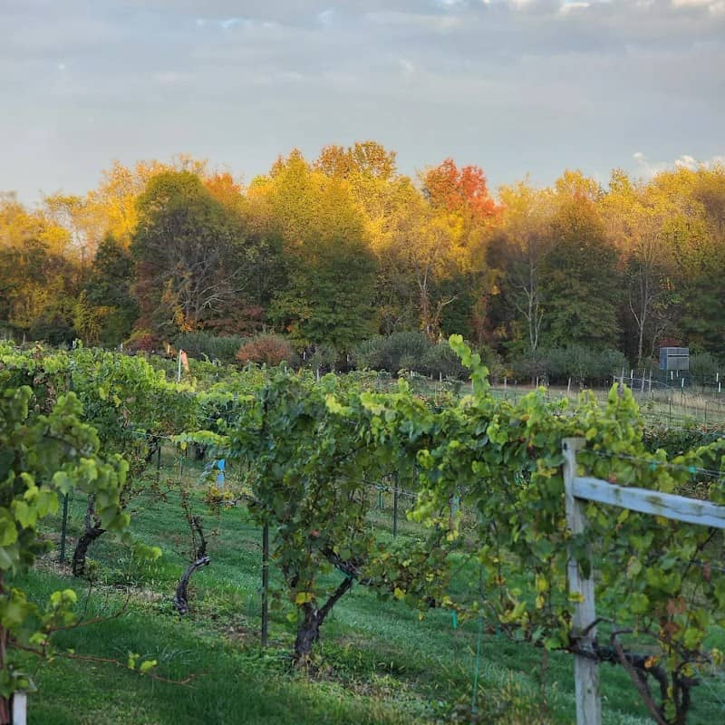 Ripepi Winery - Image 2
