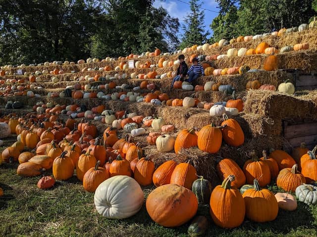 Johnston Fruit Farms - Image 2