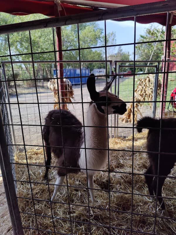 Bengtson's Pumpkin Farm and Fall Fest - Image 3