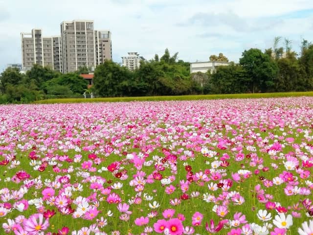 龍潭花海 - Image 1