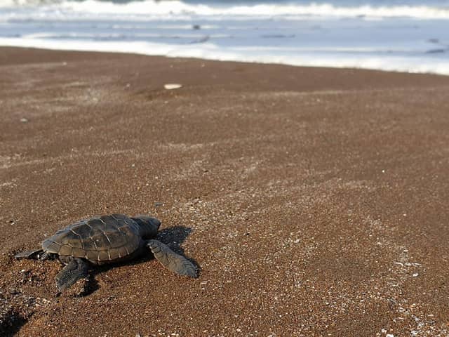Velas Turtle Festival - Image 1