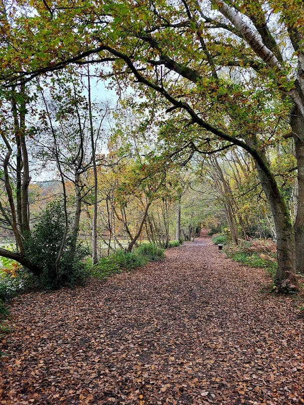Simon’s Wood - Image 1