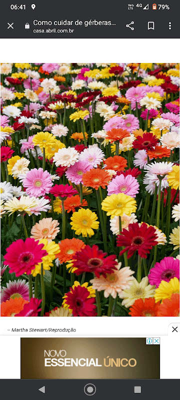 Lisboa flores - Image 1