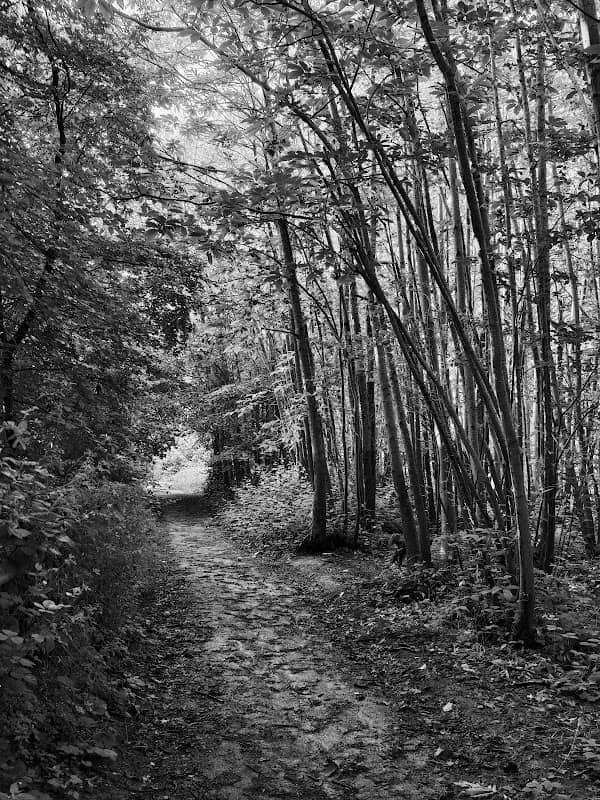 Lodge Wood - Image 2