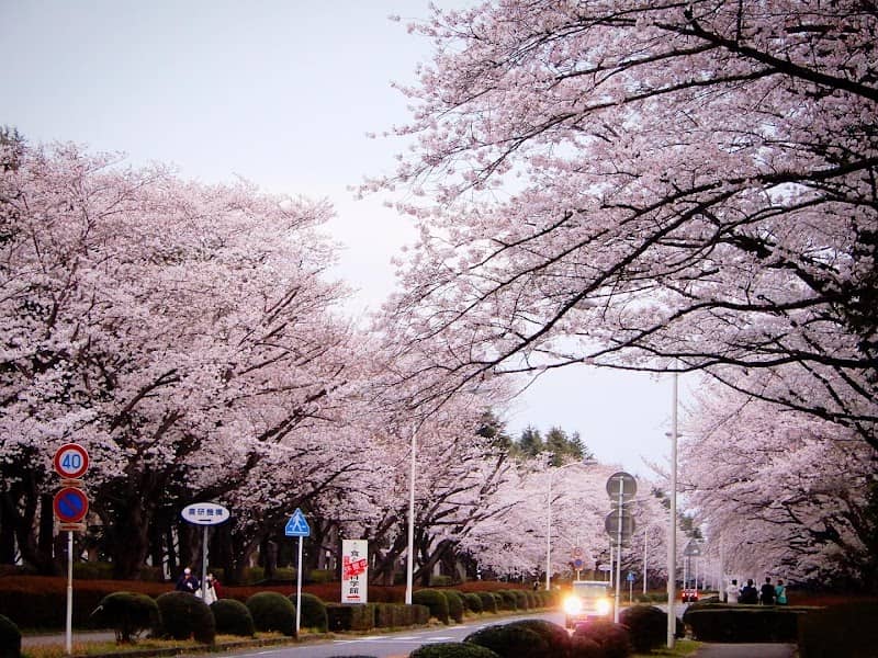 農林さくら通り - Image 1
