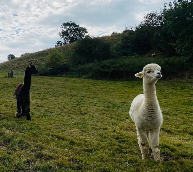 The Alpacas of Cottingham - Image 2