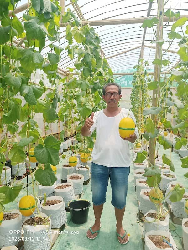 Green house MELON.AIMAN FARM - Image 1