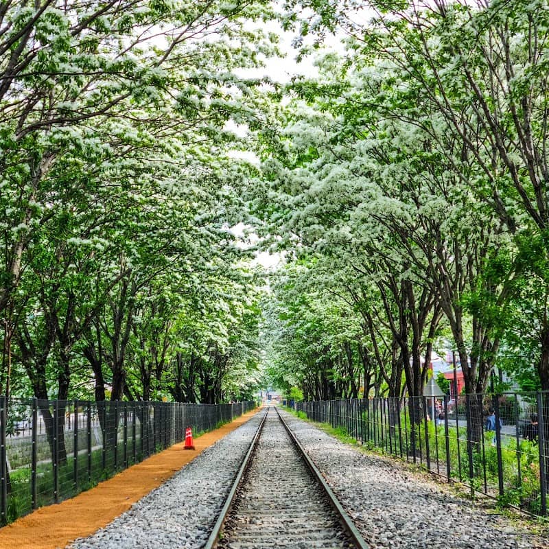 Palbok-dong Ippong Tree Railway Road - Image 1