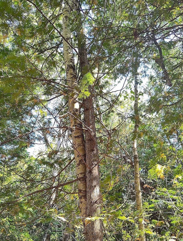 Northport Trails Trailhead - Image 2