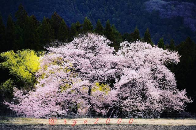 板荷の観音桜 - Image 1