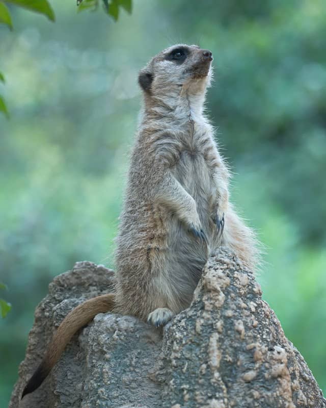 Tokiwa Zoo - Image 1