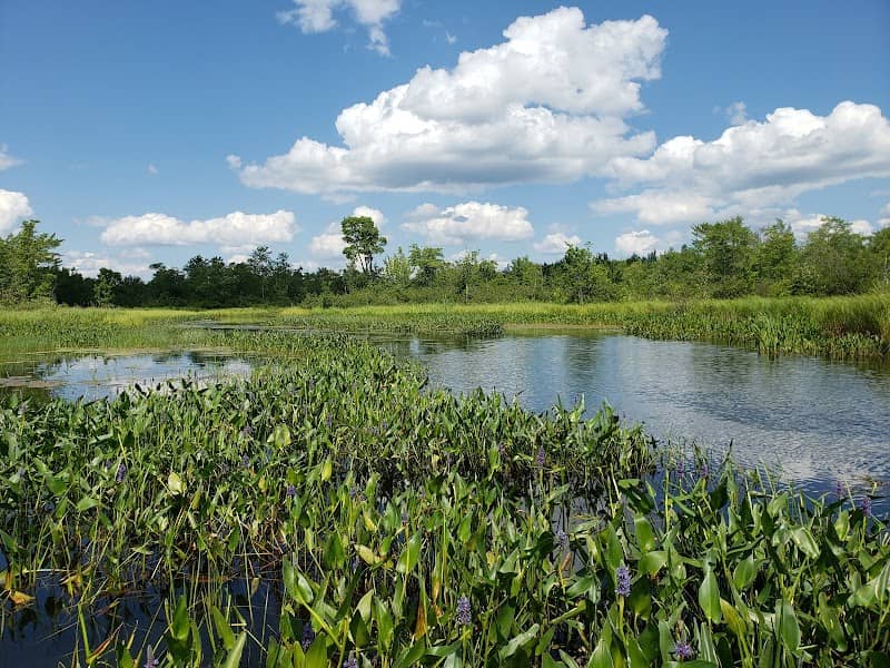 Great Meadow Stream - Image 1