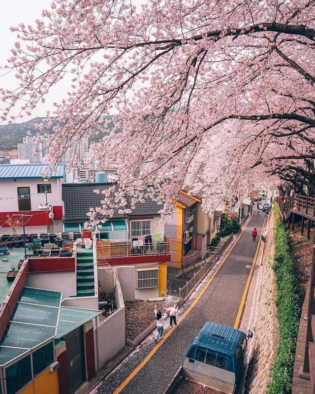 진사로벚꽃길 - Image 1