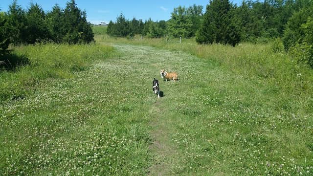Kill Creek Streamway Dog Park - Image 1