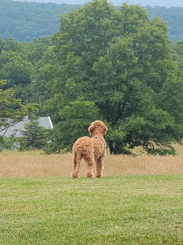 City Dog park - Image 1