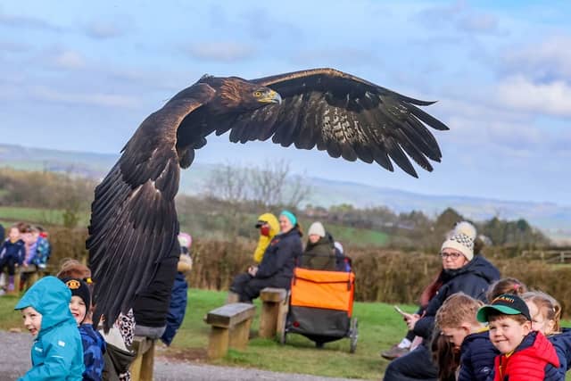 The British Bird of Prey Centre - Image 1