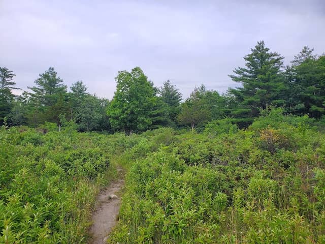 Chaumont Barrens Nature Preserve - Image 1