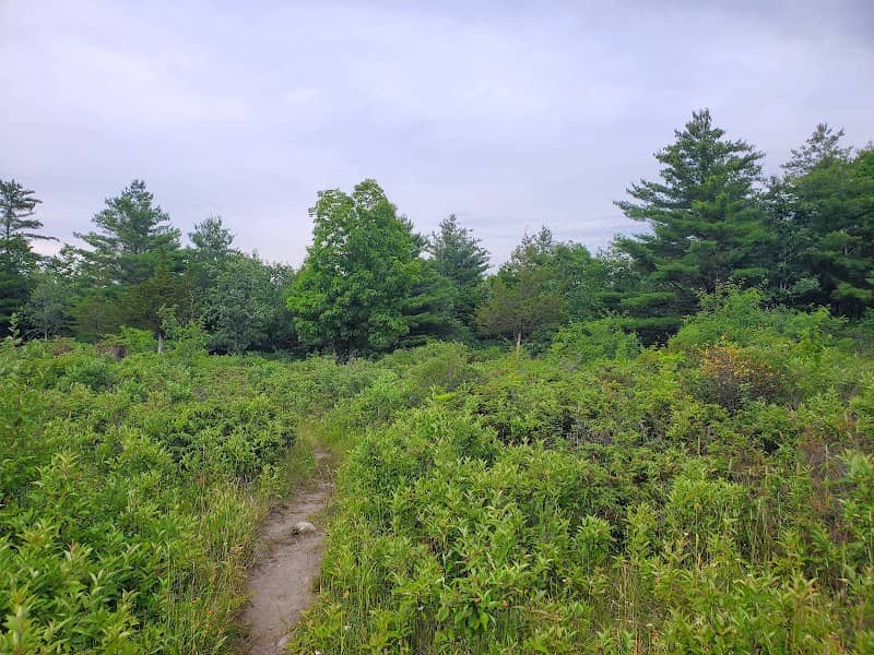Chaumont Barrens Nature Preserve - Image 1