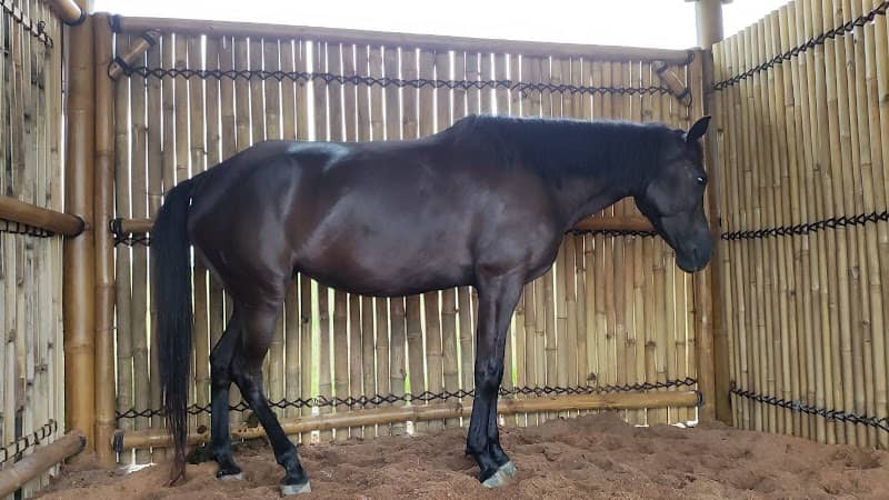 D Santos Stable - Image 1