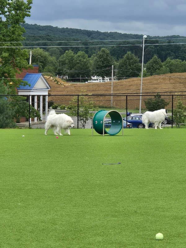 Dog Parks at Christiansburg Huckleberry Park - Image 1