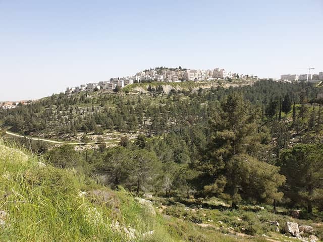 Mir Forest - Image 1