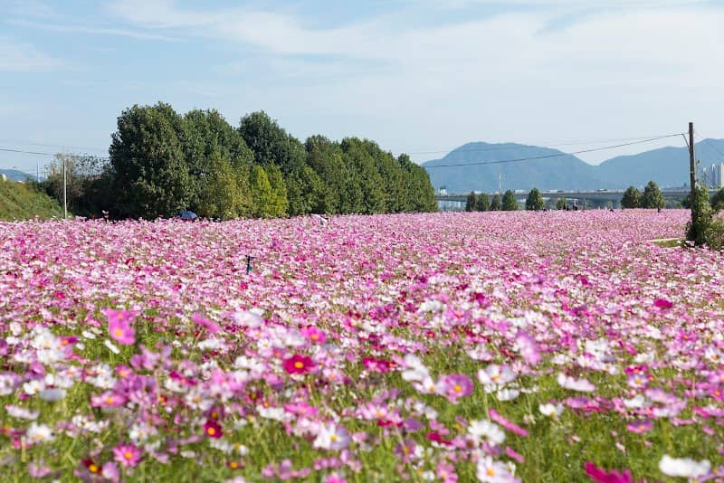 Guri Hangang Park - Image 2