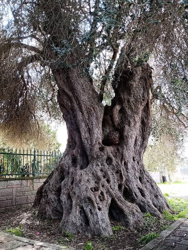 Parco Martiri delle Foibe - Image 1