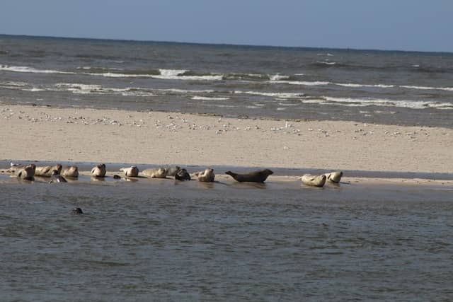 "Wattenmeer - Wangerland" National Park - Image 1