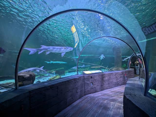 SEA LIFE at Mall of America - Image 1
