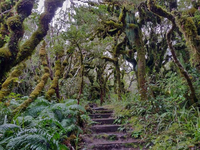 Dawson Falls - Image 3