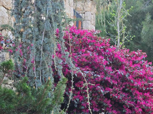 Rouly - Image 1