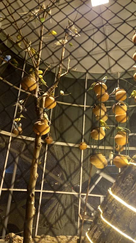 GOM Aviary - Image 1