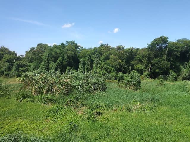 Bosque durmiente - Image 1