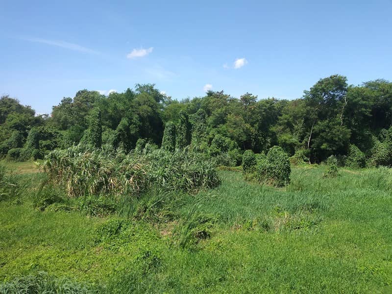 Bosque durmiente - Image 1