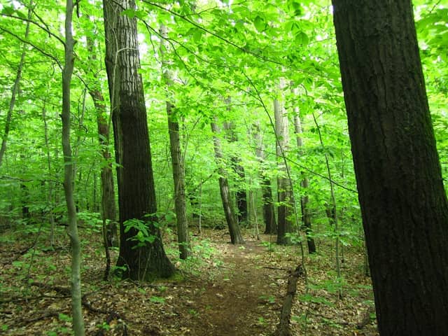 Robinson Woods Preserve - Image 2