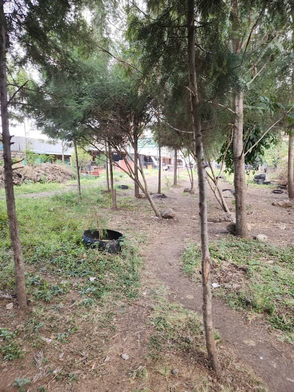 Chini Ya Mti Garden - Image 1