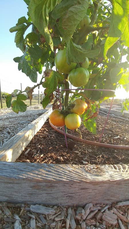 Comanche III Community Garden - Image 3