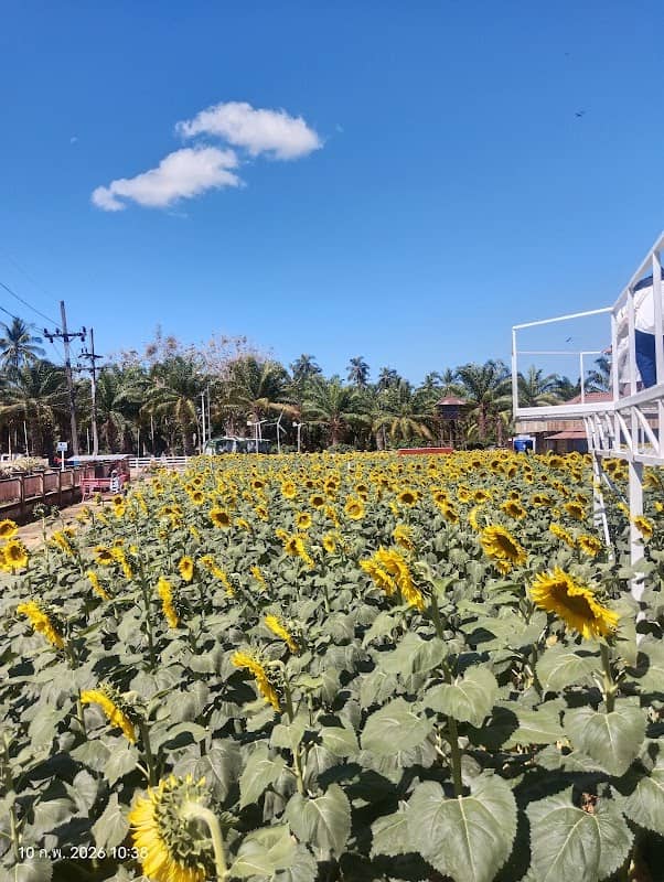 Khao Thanan / Sunflower Bed - Image 2