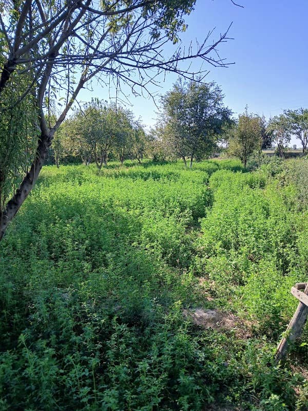 Mevazor bogʻ kompleksi - Image 1