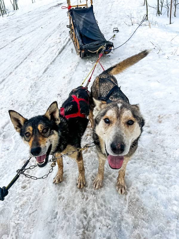 Bear Ridge Adventures (Dog Sledding) - Image 3