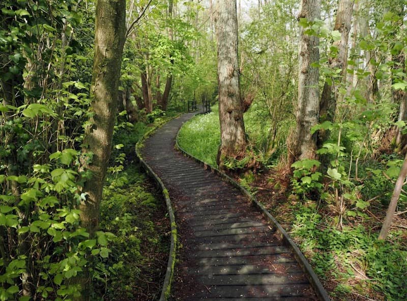 Jackson's Coppice & Marsh - Image 1