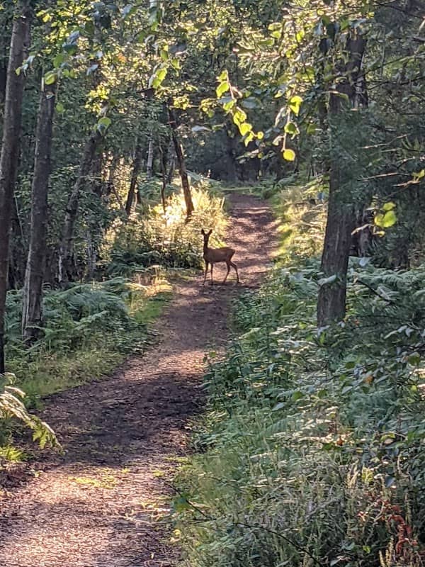 Padworth Common Nature Reserve - Image 2
