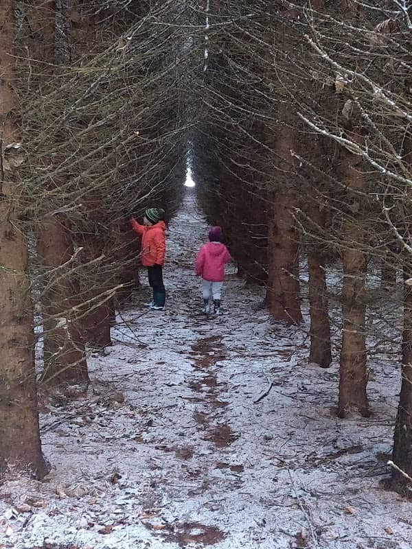 Winnyknowe Woods - Image 1