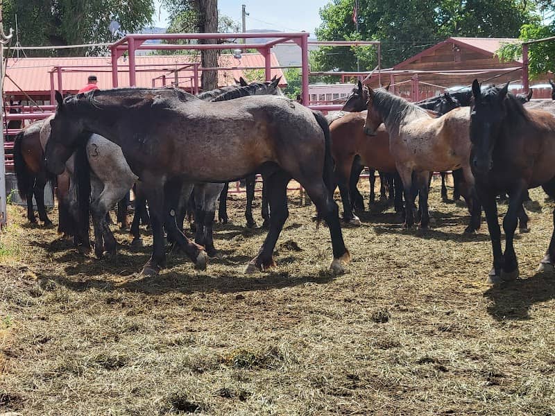 Omak stampede - Image 1