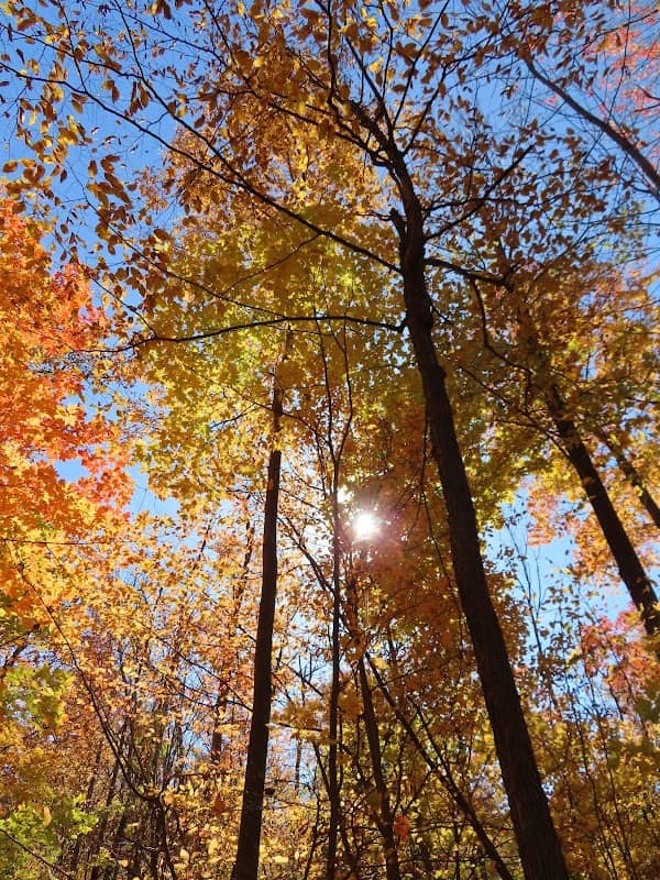 The Nathan and Marvin Goldman Woodlot - Image 3
