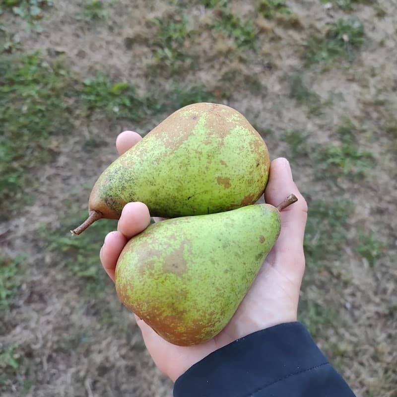 Pear Tree - Image 1