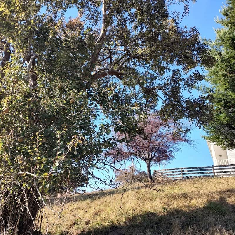 Pear Tree - Image 2