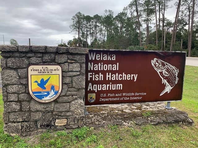 Welaka National Fish Hatchery - Aquarium - Image 1