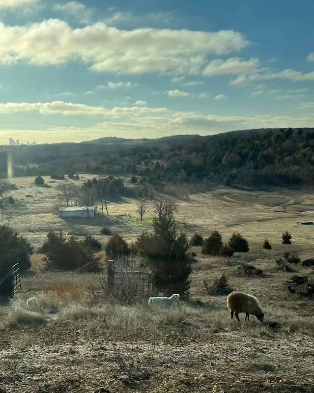 Mely's Meadow - Image 2