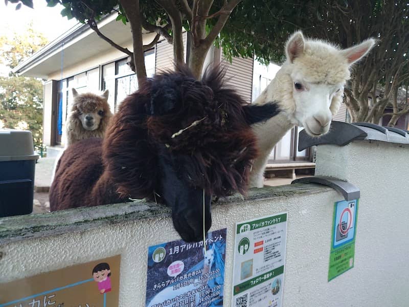 Alpaca Machida - Image 1